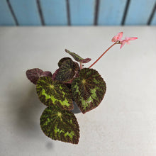 Load image into Gallery viewer, #D64 Begonia Sizemoreae