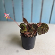 Load image into Gallery viewer, #D64 Begonia Sizemoreae