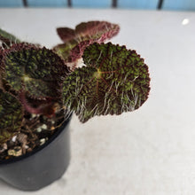 Load image into Gallery viewer, #D64 Begonia Sizemoreae