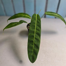 Load image into Gallery viewer, #R13 Philodendron Patriciae