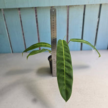 Load image into Gallery viewer, #R13 Philodendron Patriciae