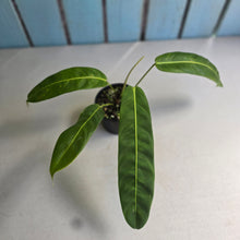 Load image into Gallery viewer, #R13 Philodendron Patriciae