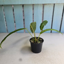 Load image into Gallery viewer, #R13 Philodendron Patriciae