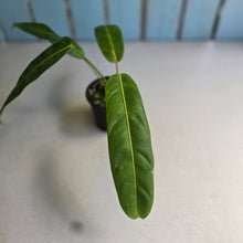Load image into Gallery viewer, #R13 Philodendron Patriciae