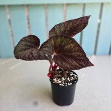 Load image into Gallery viewer, #RD18 Begonia Unknown