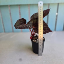 Load image into Gallery viewer, #RD18 Begonia Unknown