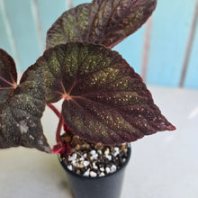 Load image into Gallery viewer, #RD18 Begonia Unknown