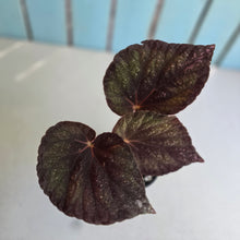 Load image into Gallery viewer, #RD18 Begonia Unknown