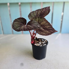Load image into Gallery viewer, #RD18 Begonia Unknown