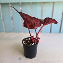 Load image into Gallery viewer, #RD18 Begonia Unknown