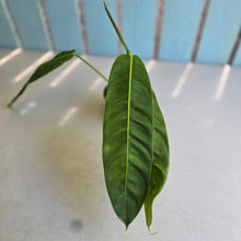 Load image into Gallery viewer, #RD23 Philodendron Patriciae