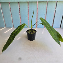 Load image into Gallery viewer, #RD23 Philodendron Patriciae