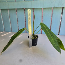 Load image into Gallery viewer, #RD23 Philodendron Patriciae