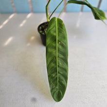 Load image into Gallery viewer, #RD23 Philodendron Patriciae