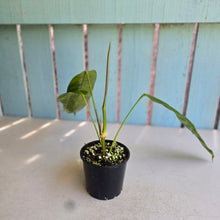 Load image into Gallery viewer, #RD23 Philodendron Patriciae