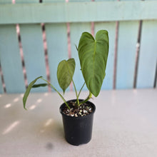 Load image into Gallery viewer, #RD47 Philodendron Tenue