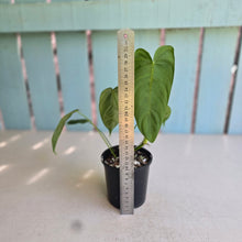 Load image into Gallery viewer, #RD47 Philodendron Tenue