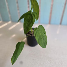 Load image into Gallery viewer, #RD47 Philodendron Tenue