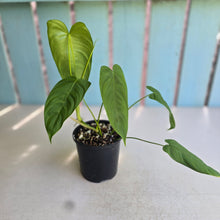 Load image into Gallery viewer, #RD47 Philodendron Tenue