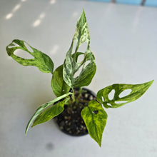 Load image into Gallery viewer, #RD38 Variegated Monstera Adansonii Mint