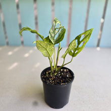 Load image into Gallery viewer, #RD38 Variegated Monstera Adansonii Mint