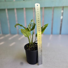 Load image into Gallery viewer, #RD38 Variegated Monstera Adansonii Mint