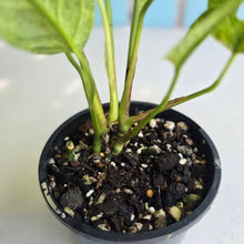Load image into Gallery viewer, #RD38 Variegated Monstera Adansonii Mint