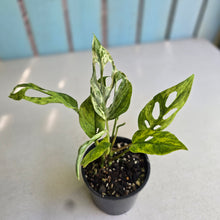 Load image into Gallery viewer, #RD38 Variegated Monstera Adansonii Mint