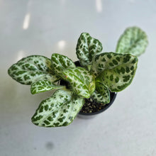 Load image into Gallery viewer, #RD46 Primulina Dryas