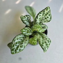 Load image into Gallery viewer, #RD46 Primulina Dryas