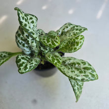 Load image into Gallery viewer, #RD46 Primulina Dryas