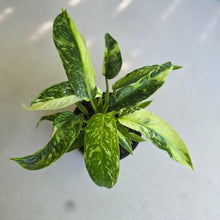 Load image into Gallery viewer, #D999 Philodendron Jose Buono