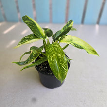 Load image into Gallery viewer, #D999 Philodendron Jose Buono