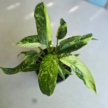 Load image into Gallery viewer, #D999 Philodendron Jose Buono