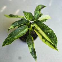 Load image into Gallery viewer, #D999 Philodendron Jose Buono