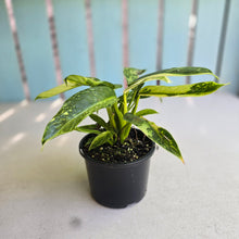 Load image into Gallery viewer, #D999 Philodendron Jose Buono