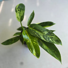 Load image into Gallery viewer, #R71 Philodendron Jose Buono