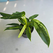Load image into Gallery viewer, #R71 Philodendron Jose Buono
