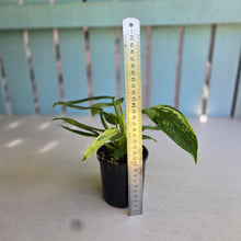Load image into Gallery viewer, #R71 Philodendron Jose Buono