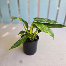 Load image into Gallery viewer, #R71 Philodendron Jose Buono