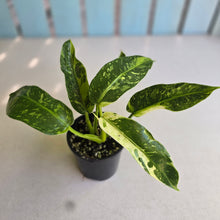 Load image into Gallery viewer, #R57 Philodendron Jose Buono