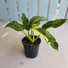 Load image into Gallery viewer, #R57 Philodendron Jose Buono