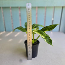 Load image into Gallery viewer, #R57 Philodendron Jose Buono