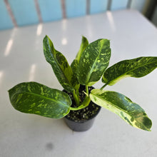 Load image into Gallery viewer, #R57 Philodendron Jose Buono