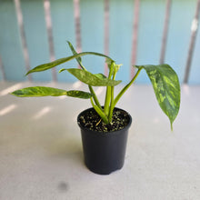 Load image into Gallery viewer, #R57 Philodendron Jose Buono