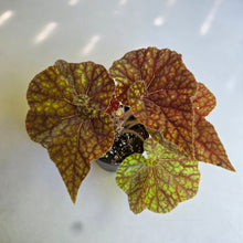 Load image into Gallery viewer, #D455 Begonia Cowardly Lion