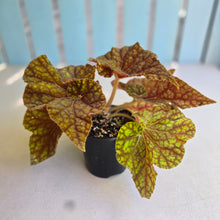 Load image into Gallery viewer, #D455 Begonia Cowardly Lion