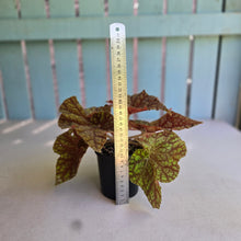 Load image into Gallery viewer, #D455 Begonia Cowardly Lion