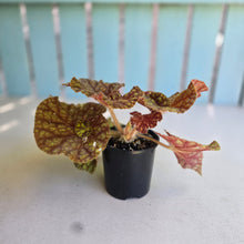 Load image into Gallery viewer, #D455 Begonia Cowardly Lion