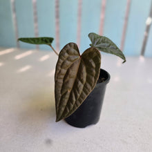Load image into Gallery viewer, #RD12 Anthurium Papillilaminum x (Luxurians x Radicans)